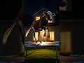 cow is jumping on trampoline #storytips #facts #storycube #historyfacts #storyr #funny #storytime #