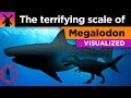Shark and Marine Life Trivia
