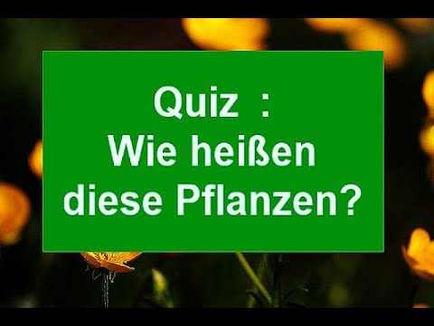 Video: Geyherella (42 Fotos): Die Namen Von Sorten Und Arten Von Krautigen Pflanzen Für Das Freiland. Goldenes Zebra Und Ampel, Messinglaterne Und Wandteppich