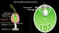 Hücresel Stomalar ve Transpirasyon ile ilgili video
