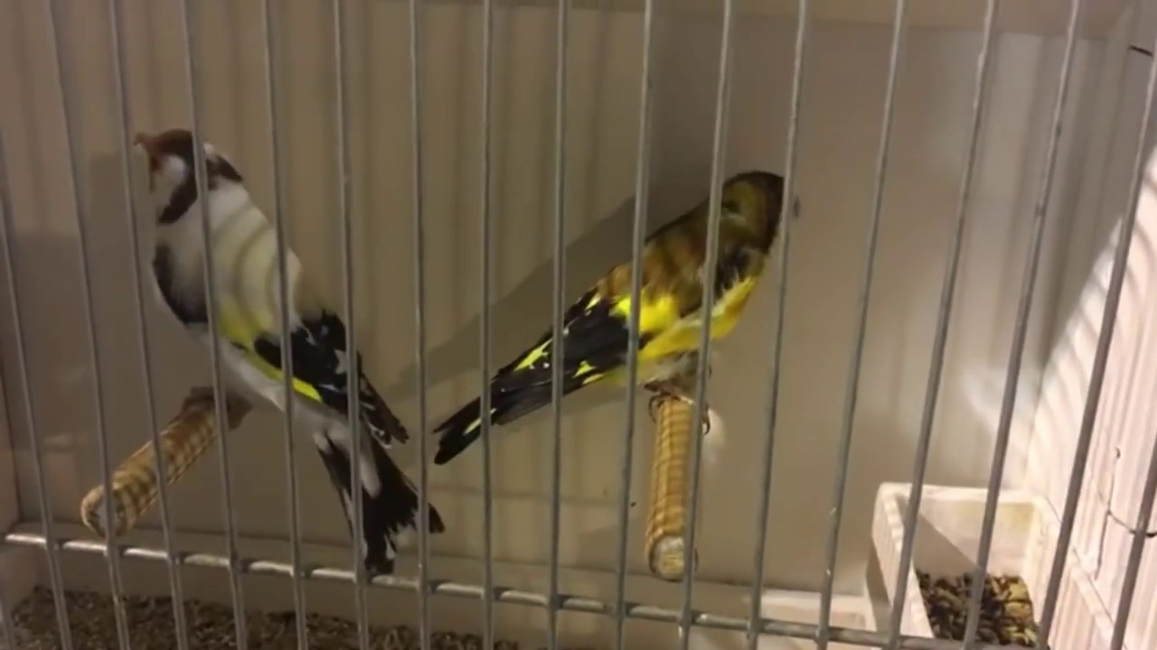 معرض العصافير في بلجيكا وسعرها Bourse D Oiseaux Hannut 2018 New