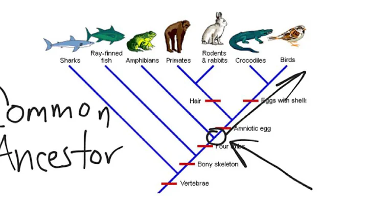Cladogram