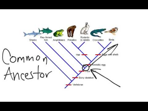 Cladogram