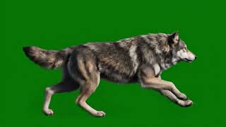 Wolf Green Screen Effect Free Vfx For Video Editing Green Screen Wolf No Copyright