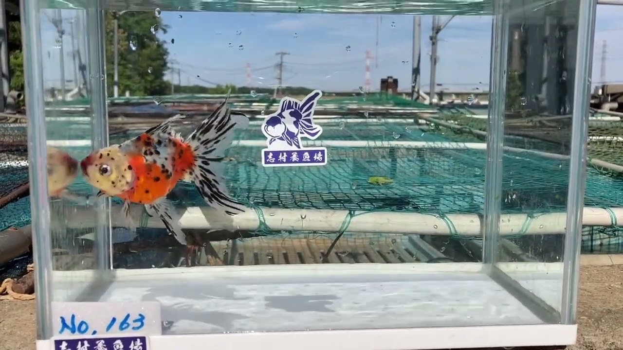 金魚オークション販売 ｜志村養魚場直売所