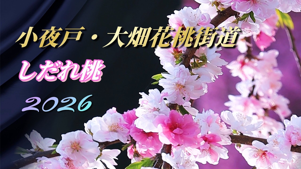 Weeping Peach Blossoms] Sayado/Ohata Hanatomo Kaido venue area