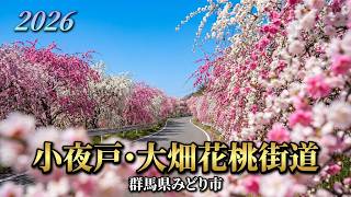 Weeping Peach Blossoms] Sayado/Ohata Hanatomo Kaido venue area