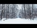 Snowscape for Deep Relaxing, Natural and Peaceful Sleep. Tranquil snow fall with a gentle wind.