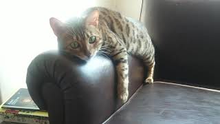 Nini in a weird sleeping position on couch | #Bengalcat by Let my cat sleep 222 views 3 years ago 1 minute, 4 seconds