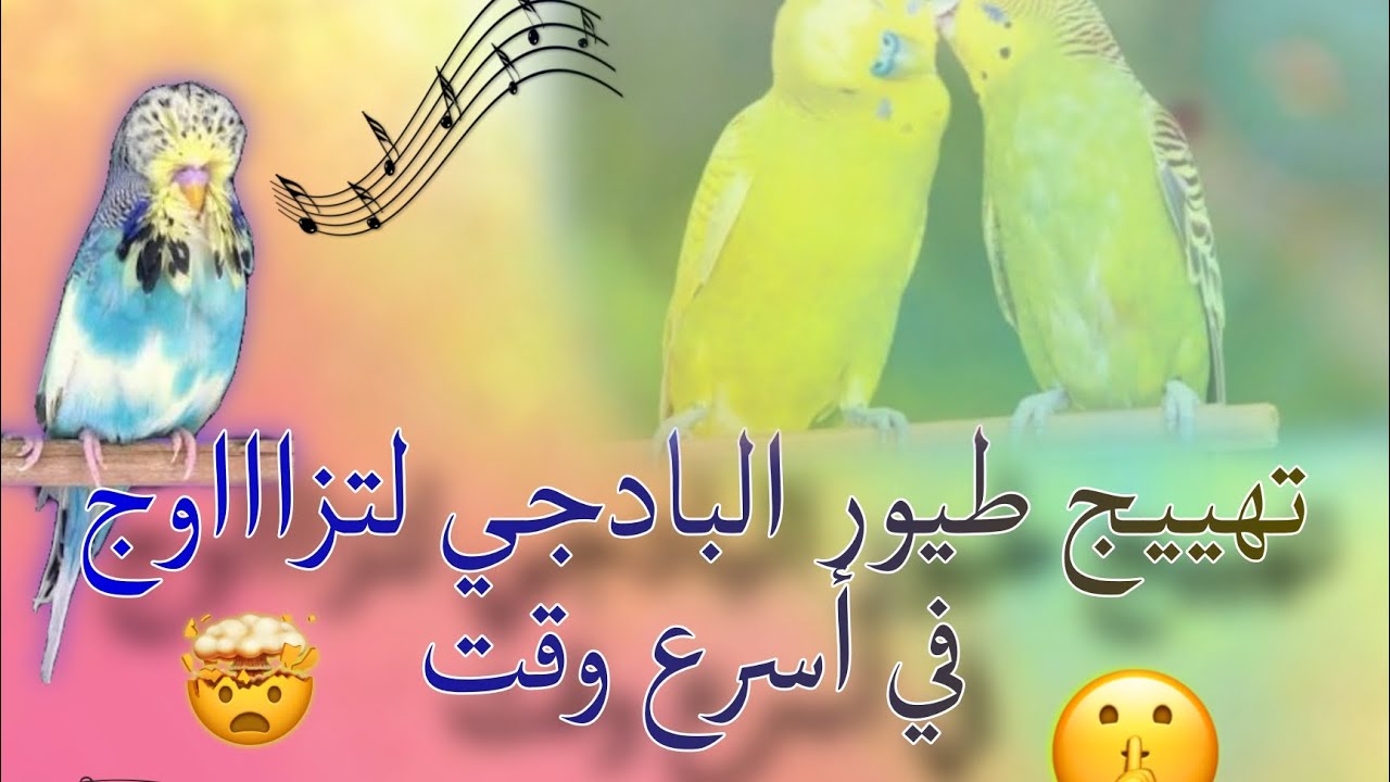 تهييج طيور البادجي لتزاااوج 