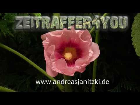 Stockrose Malve Alcea rosea hollyhock Blooming Timelapse Zeitraffer