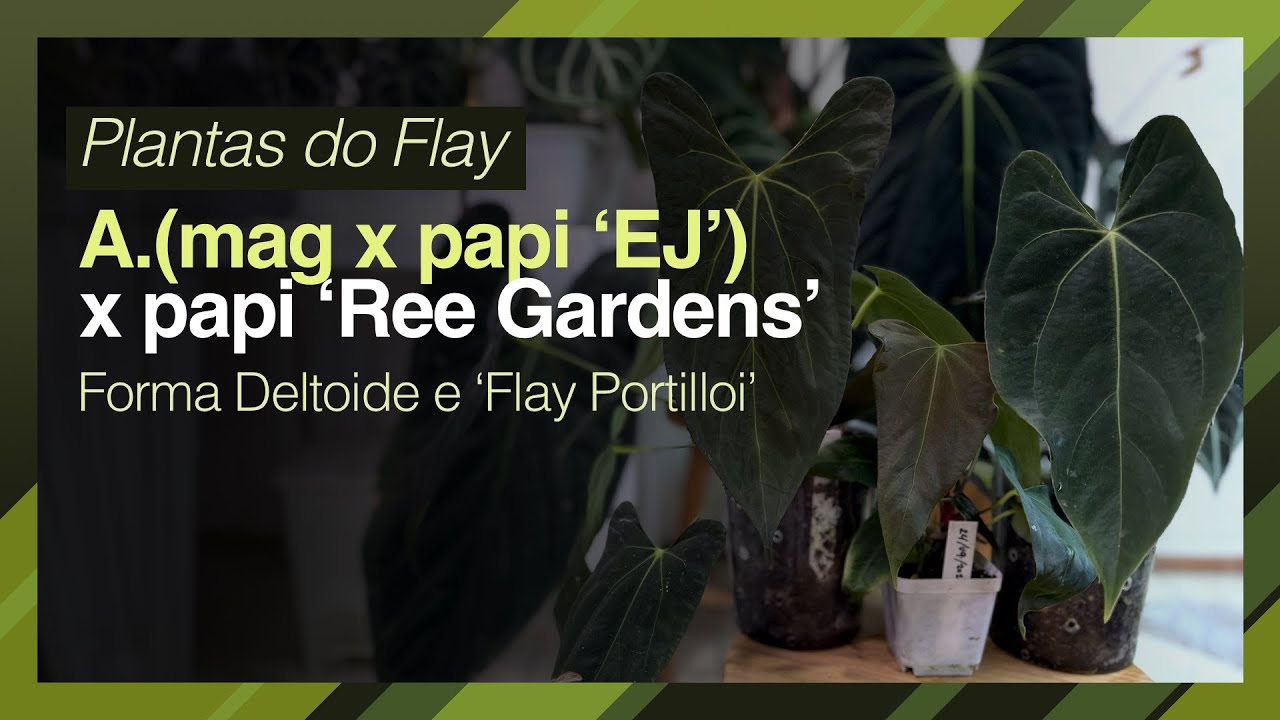FLAY PLANTS: Anthurium (magnificum x papi 'EJ') x papi 'Ree