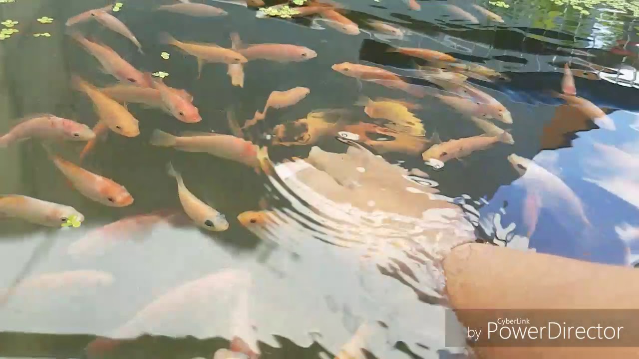 Aquaponics System for Beginners RED TILAPIA in IBC Tank (My Own Fish