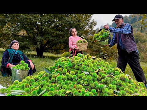 Cooking Of Mountain Chestnuts Of Azerbaijani Nature! Rustic Goodies