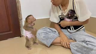 Download Lagu Dramma BiBi tri funni lip smacking jealouslii with small BB mnkey  MP3