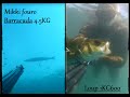 Chasse sous marine barracuda 4kg500   loup 1kg 600 appa antibes  sigalsub 2015