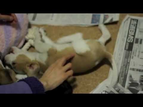 【ビーグル】空豆・花豆のスイッチ Switch makes beagles run