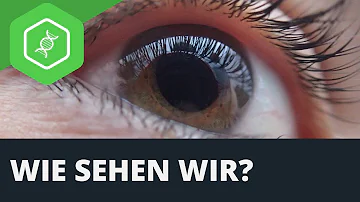 Was ist die Aufgabe der Stäbchen?