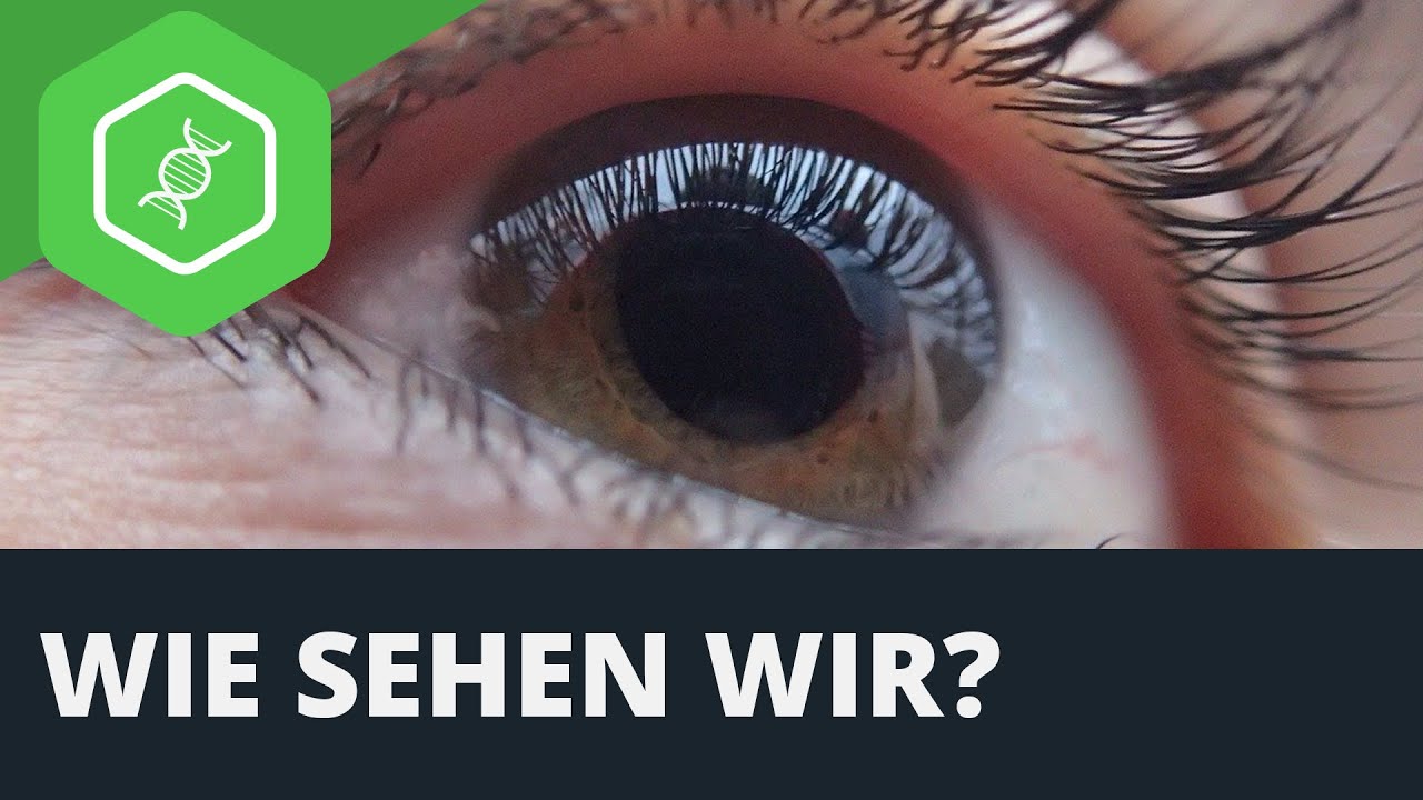 Das Auge – eine Erfolgsgeschichte der Evolution | Terra X