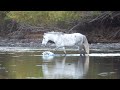 Wild Horse River Crossing - Mark Storto Nature Clips