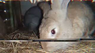 скрытая камера у кроликов чем они занимаются ❤️😍