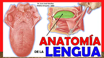 ¿Cuánto mide la lengua humana?