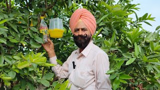 Fruit fly trap in guava jarria Seed Farm
