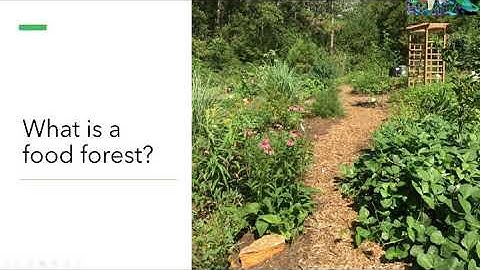 Food Forests and Foodscaping in North Florida