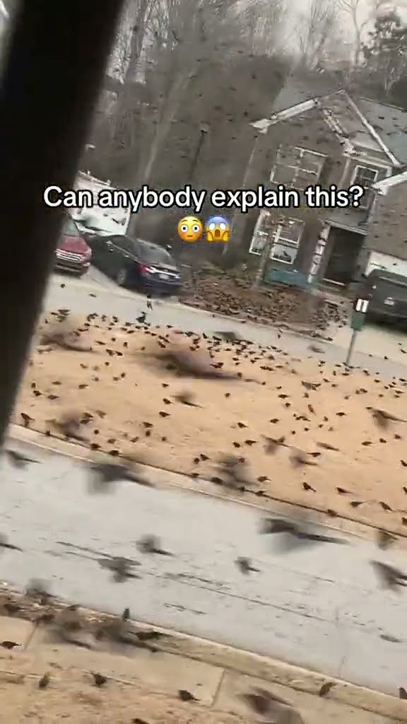 Massive Flock of Birds Invade Georgia Neighborhood || ViralHog