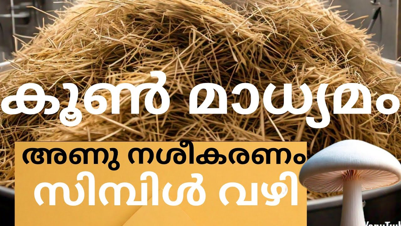 കൂൺ മാധ്യമം |  വളരെ സിമ്പിൾ ആയ    അണുനശീകരണം. Simple sterilisation method