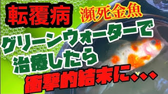 転覆病 Youtube