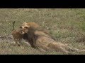 Safari Live : The Nkuhuma Pride along with Tinyo on drive this afternoon Jan 31, 2018