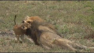 Safari Live : The Nkuhuma Pride along with Tinyo on drive this afternoon Jan 31, 2018