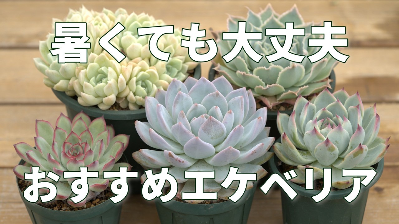 Affordable & Common Succulents] Tough in the summer! Easy to find
