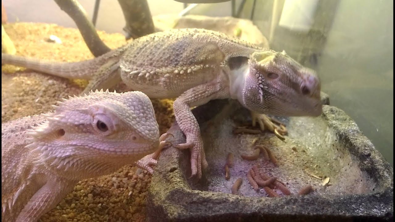 2 Bearded Dragons feeding on mealworms and zophobas