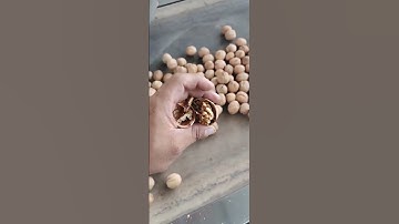 Walnut! How does the factory select and process walnuts?