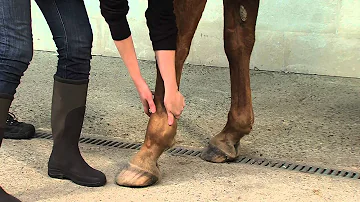 Comment s'appelle le pied du cheval ?