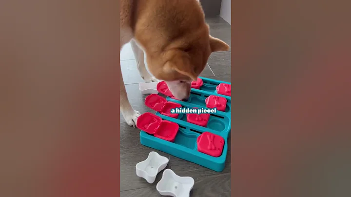 Shiba Inu IQ Test - Puzzle Solving