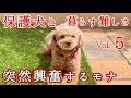 【保護犬】初めての散歩 繁殖引退犬の記録⑤#トイプードル 