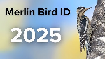 Master the Merlin Bird ID App in 8 Minutes!