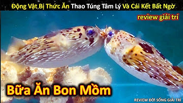 Rái Cá Bị Thao Túng Tâm Lý Và Bữa Tiệc Mukbang Siêu Mlem Trong Bể Bơi || Review Giải Trí Đời Sống
