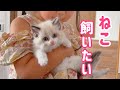 【運命】娘の願いと保護猫の出会いが重なった日