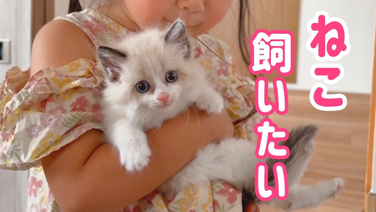 【運命】娘の願いと保護猫の出会いが重なった日