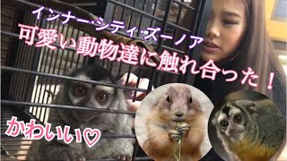 かわいい動物に触れ合った インナー シティ ズーノア 横浜vlog Youtube