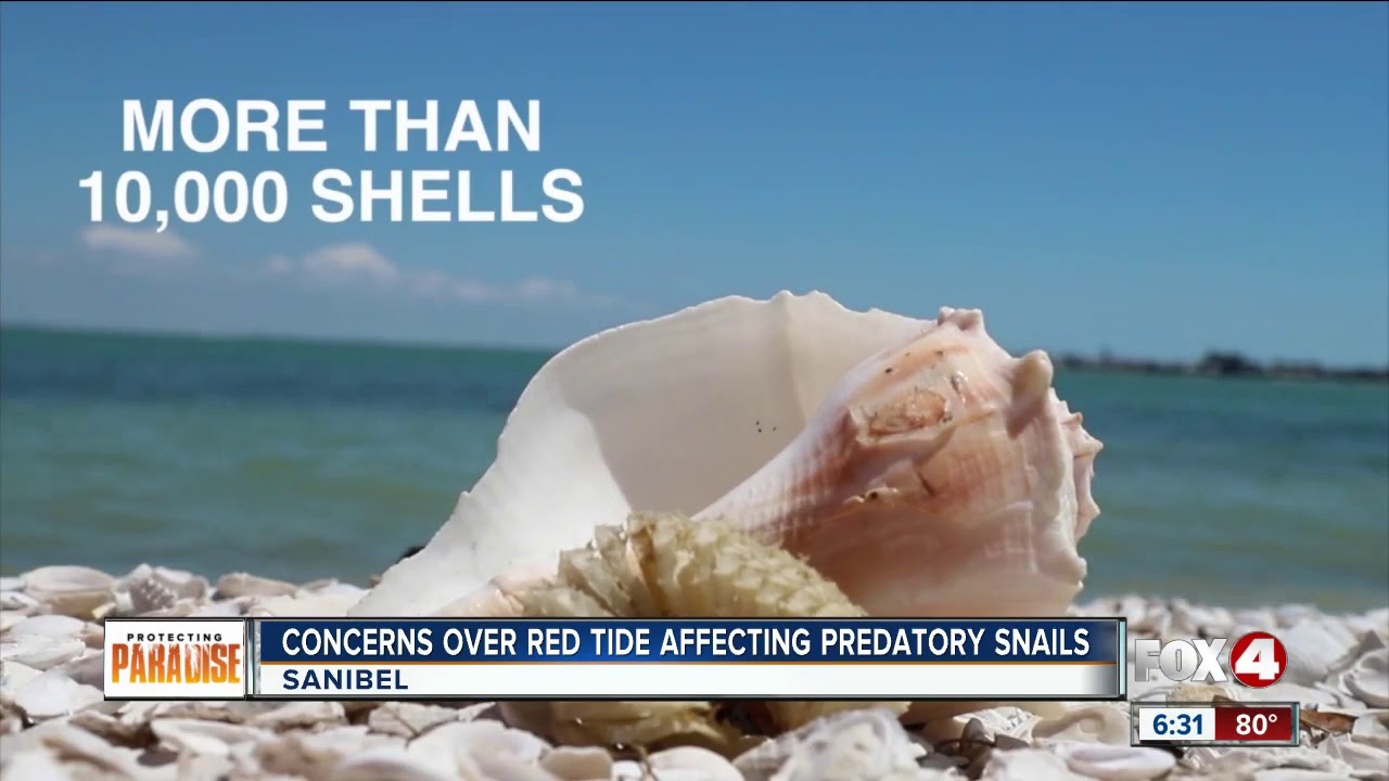 Concerns over red tide affecting a predatory snail - YouTube