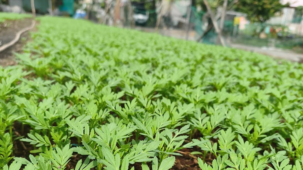 TRỒNG HOA VẠN THỌ TẾT 2026 GIEO ĐƯỢC 12 NGÀY TUỔI 