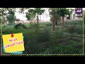 النيل والزهور والهواء النقي مزرعة جزيرة شندويل طبيعة خلابة م هملة في سوهاج النيل والزهور والهواء النقي مزرعة جزيرة شندويل طبيعة خلابة م هملة في سوهاج
