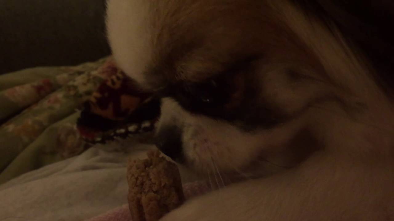 ASMR Puppy eating Dentalife soft bone