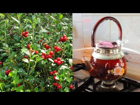 Чай 🍵 из листьев 🍃🍃🍃 брусники 🍒 (отвар).