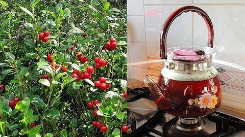 Чай 🍵 из листьев 🍃🍃🍃 брусники 🍒 (отвар).